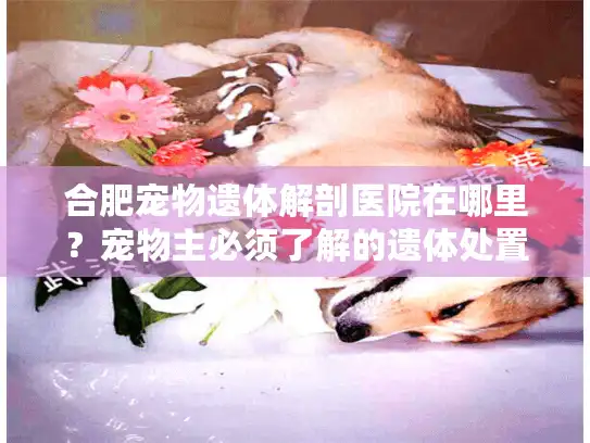 合肥宠物遗体解剖医院在哪里？宠物主必须了解的遗体处置指南