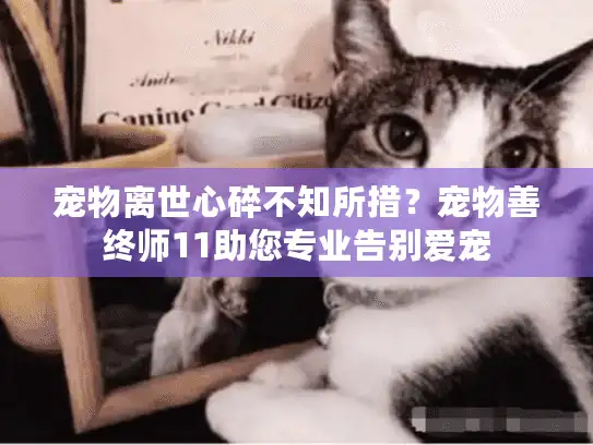 宠物离世心碎不知所措？宠物善终师11助您专业告别爱宠