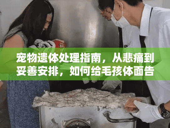 宠物遗体处理指南，从悲痛到妥善安排，如何给毛孩体面告别？