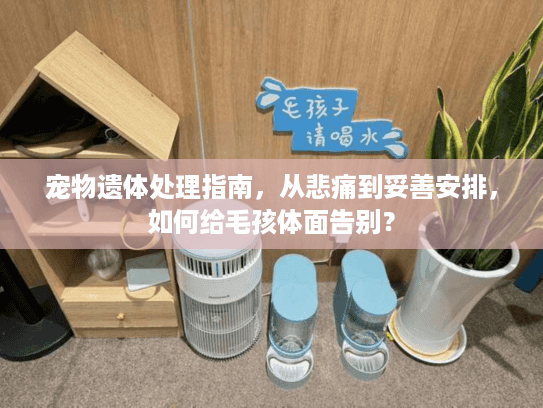 宠物遗体处理指南，从悲痛到妥善安排，如何给毛孩体面告别？