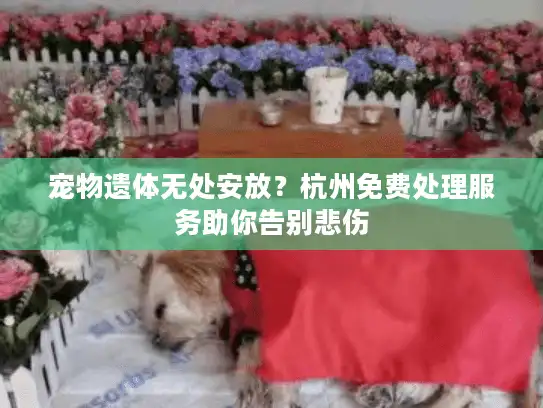 宠物遗体无处安放？杭州免费处理服务助你告别悲伤