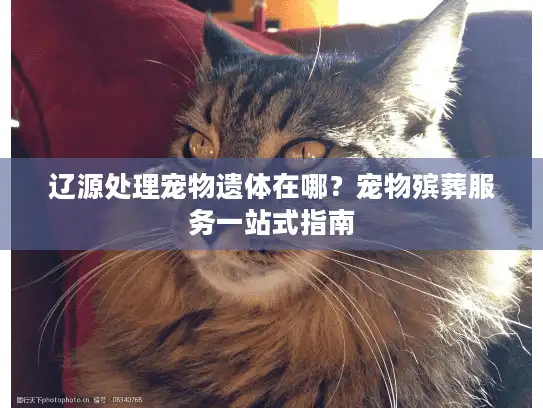 辽源处理宠物遗体在哪？宠物殡葬服务一站式指南