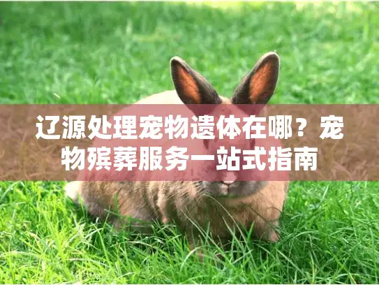 辽源处理宠物遗体在哪？宠物殡葬服务一站式指南