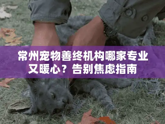 常州宠物善终机构哪家专业又暖心？告别焦虑指南