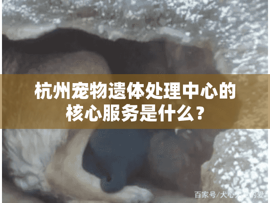 杭州宠物遗体处理中心的核心服务是什么？