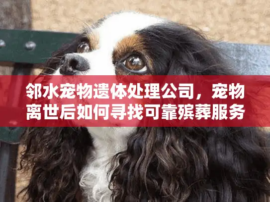 邻水宠物遗体处理公司,宠物离世后如何寻找可靠殡葬服务? 邻水宠物遗体处理公司,宠物离世后如何寻找可靠殡葬服务?