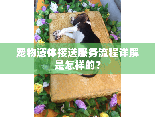 宠物遗体接送服务流程详解是怎样的？