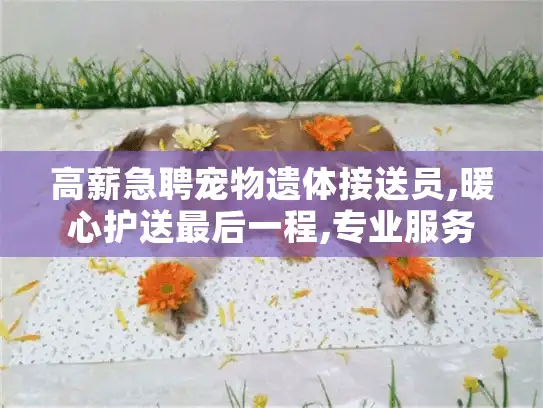 高薪急聘宠物遗体接送员,暖心护送最后一程,专业服务即刻上岗