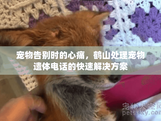 宠物告别时的心痛，鹤山处理宠物遗体电话的快速解决方案