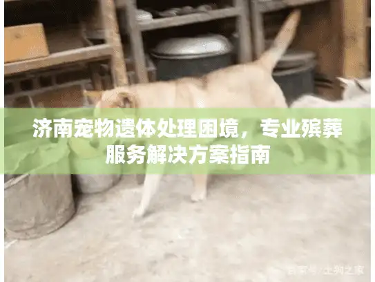 济南宠物遗体处理困境，专业殡葬服务解决方案指南