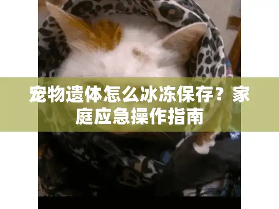 宠物遗体怎么冰冻保存？家庭应急操作指南