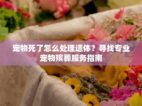 宠物死了怎么处理遗体？寻找专业宠物殡葬服务指南