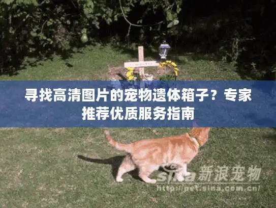 寻找高清图片的宠物遗体箱子？专家推荐优质服务指南