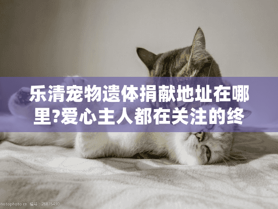 乐清宠物遗体捐献地址在哪里?爱心主人都在关注的终极归宿指南
