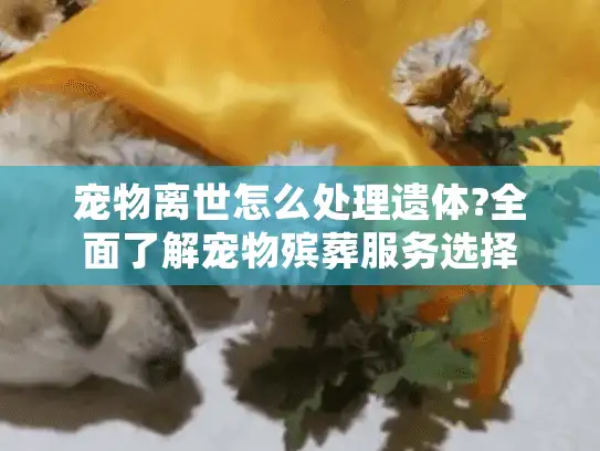 宠物离世怎么处理遗体?全面了解宠物殡葬服务选择