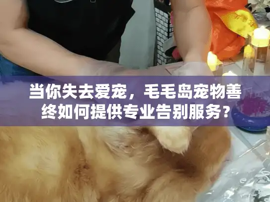 当你失去爱宠，毛毛岛宠物善终如何提供专业告别服务？