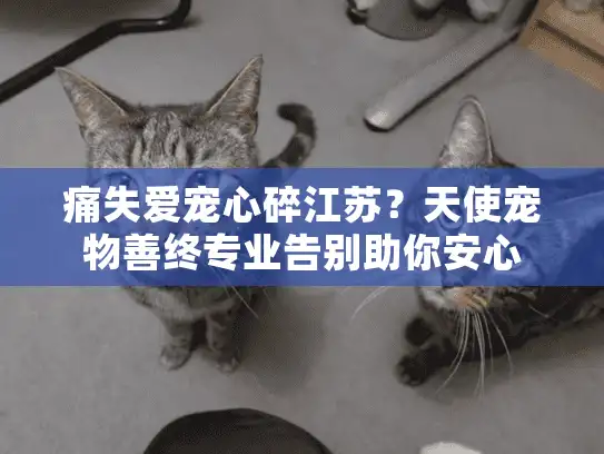 痛失爱宠心碎江苏？天使宠物善终专业告别助你安心