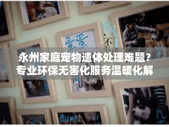 永州家庭宠物遗体处理难题？专业环保无害化服务温暖化解告别之痛