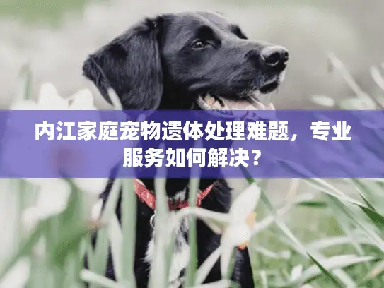 内江家庭宠物遗体处理难题，专业服务如何解决？