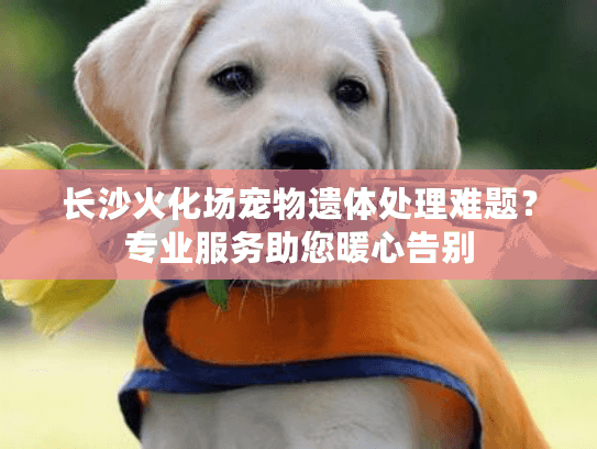 长沙火化场宠物遗体处理难题?专业服务助您暖心告别 长沙火化场宠物遗体处理难题?专业服务助您暖心告别