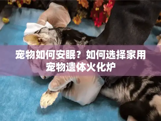 宠物如何安眠？如何选择家用宠物遗体火化炉