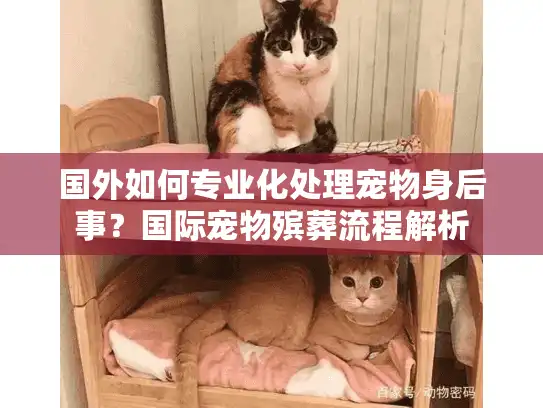 国外如何专业化处理宠物身后事？国际宠物殡葬流程解析