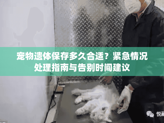 宠物遗体保存多久合适？紧急情况处理指南与告别时间建议