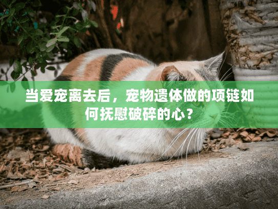 当爱宠离去后，宠物遗体做的项链如何抚慰破碎的心？
