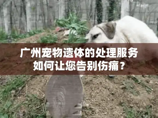 广州宠物遗体的处理服务如何让您告别伤痛？