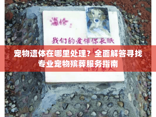 宠物遗体在哪里处理?全面解答寻找专业宠物殡葬服务指南 宠物遗体在哪里处理?全面解答寻找专业宠物殡葬服务指南