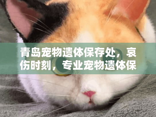 青岛宠物遗体保存处,哀伤时刻,专业宠物遗体保存服务如何帮你? 青岛宠物遗体保存处,哀伤时刻,专业宠物遗体保存服务如何帮你?