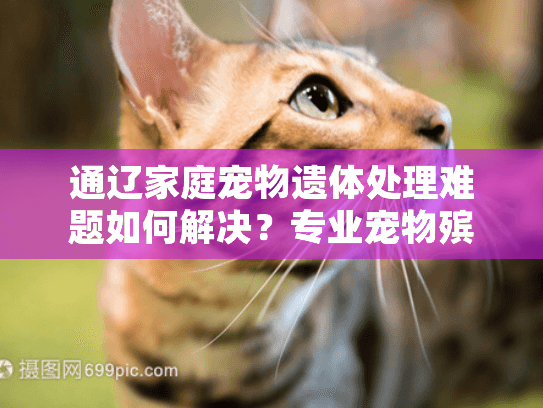 通辽家庭宠物遗体处理难题如何解决？专业宠物殡葬服务完整指南