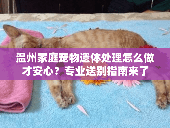 温州家庭宠物遗体处理怎么做才安心？专业送别指南来了