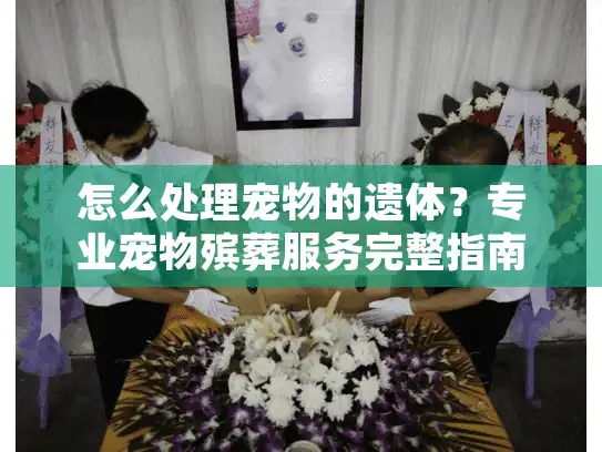 怎么处理宠物的遗体？专业宠物殡葬服务完整指南