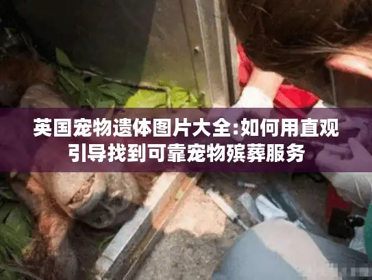 英国宠物遗体图片大全:如何用直观引导找到可靠宠物殡葬服务 英国宠物遗体图片大全:如何用直观引导找到可靠宠物殡葬服务