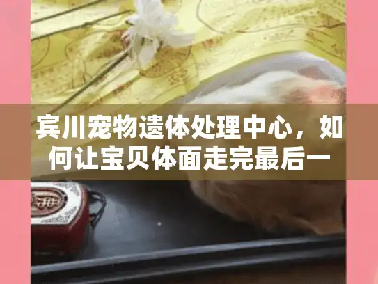 宾川宠物遗体处理中心，如何让宝贝体面走完最后一程？