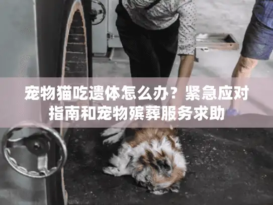 宠物猫吃遗体怎么办？紧急应对指南和宠物殡葬服务求助