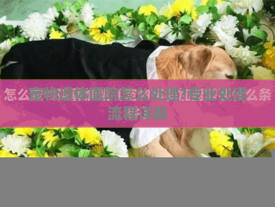 宠物遗体医院怎么处理?专业处理流程详解