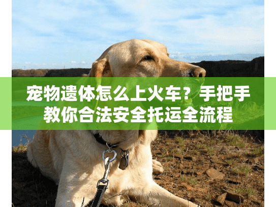 宠物遗体怎么上火车?手把手教你合法安全托运全流程 宠物遗体怎么上火车?手把手教你合法安全托运全流程