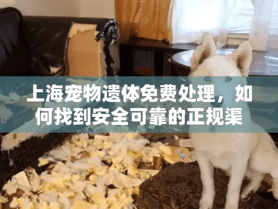 上海宠物遗体免费处理,如何找到安全可靠的正规渠道? 上海宠物遗体免费处理,如何找到安全可靠的正规渠道?