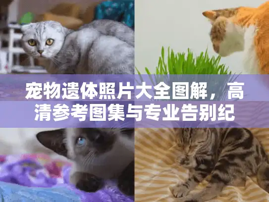 宠物遗体照片大全图解，高清参考图集与专业告别纪念指南