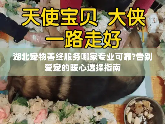 湖北宠物善终服务哪家专业可靠?告别爱宠的暖心选择指南 湖北宠物善终服务哪家专业可靠?告别爱宠的暖心选择指南