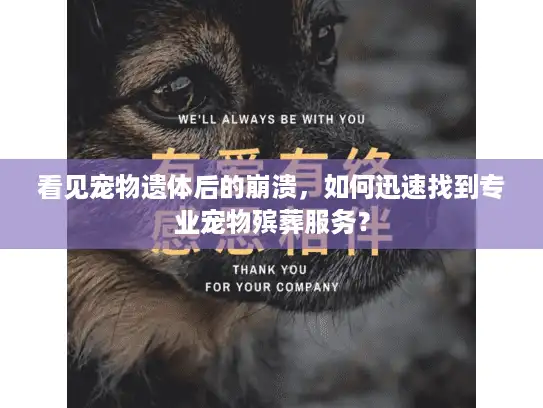 看见宠物遗体后的崩溃，如何迅速找到专业宠物殡葬服务？