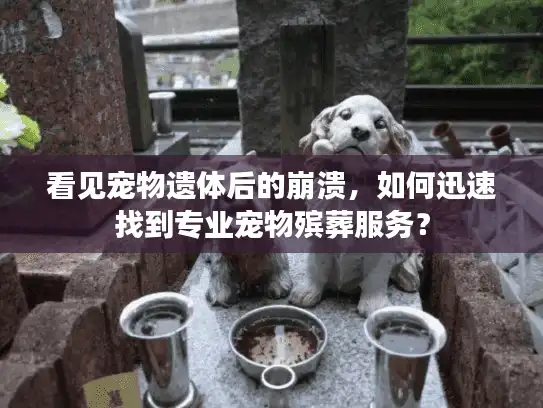 看见宠物遗体后的崩溃，如何迅速找到专业宠物殡葬服务？