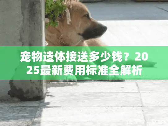 宠物遗体接送多少钱？2025最新费用标准全解析