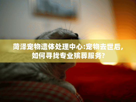 菏泽宠物遗体处理中心:宠物去世后,如何寻找专业殡葬服务? 菏泽宠物遗体处理中心:宠物去世后,如何寻找专业殡葬服务?