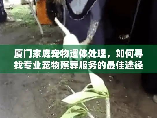 厦门家庭宠物遗体处理，如何寻找专业宠物殡葬服务的最佳途径