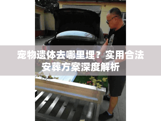 宠物遗体去哪里埋？实用合法安葬方案深度解析