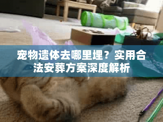 宠物遗体去哪里埋？实用合法安葬方案深度解析