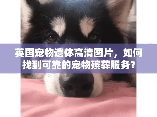 英国宠物遗体高清图片，如何找到可靠的宠物殡葬服务？